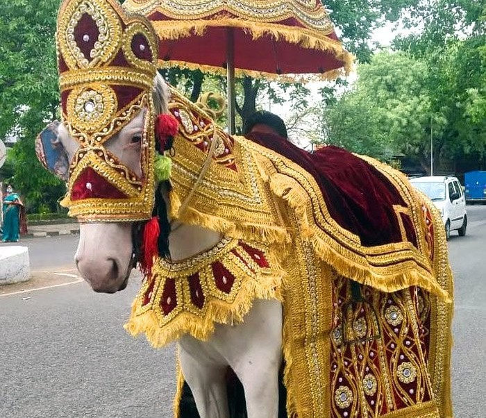 rentpelelo hire shadi wali ghodi baggi on rent in tricity and nearby area wedding band and baggi on rent 1